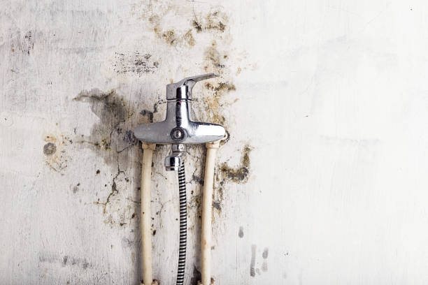 Professional Mold Remediation in Lebanon Junction, KY