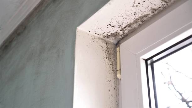 Best Industrial Mold Remediation in Lebanon Junction, KY