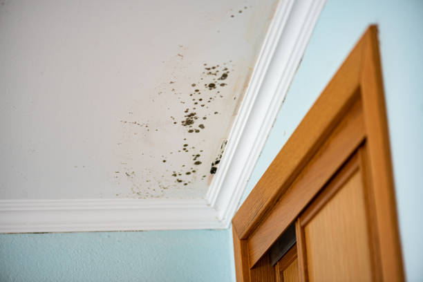 Best Emergency Mold Remediation in Lebanon Junction, KY
