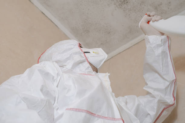 Best HVAC Mold Remediation in Lebanon Junction, KY