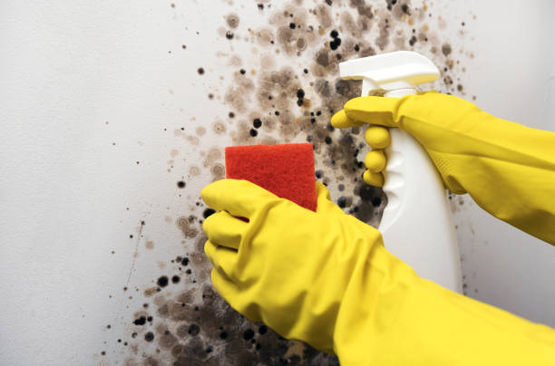 Best Bathroom Mold Remediation in Lebanon Junction, KY