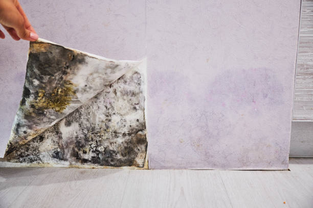 Best Health and Safety Mold Remediation in Lebanon Junction, KY